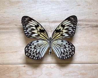 Ejemplar de mariposa cometa de papel: Idea Leuconoe para arte, taxidermia y coleccionismo.