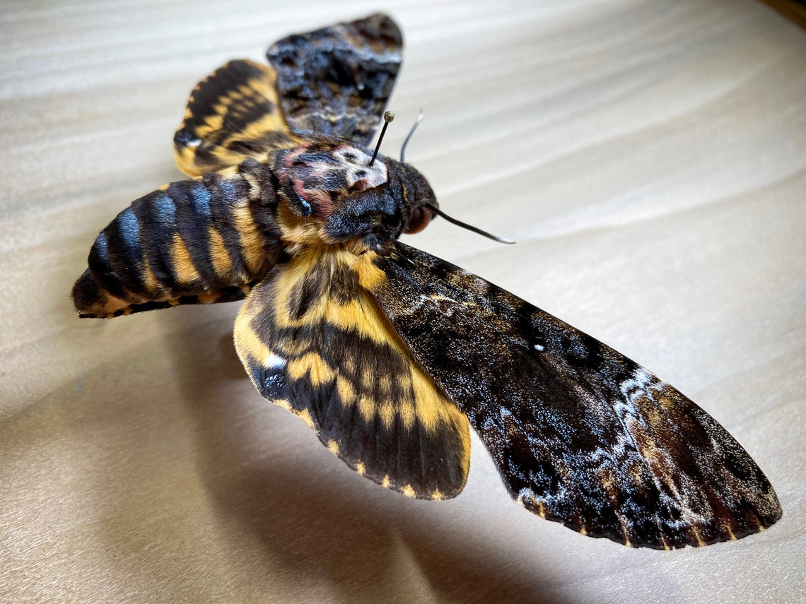 Death's Head Moth Acherontia Lachesis Real Specimen for - Etsy