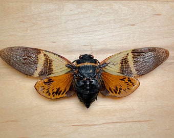 Large Halloween Black Orange Cicada Angamiana floridula for Insect Taxidermy Bug Pinning Supply Collecting Curiosity Oddity Specimen Vulture