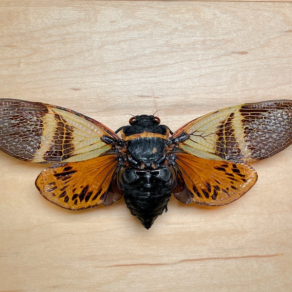 Large Halloween Black Orange Cicada Angamiana floridula for Insect Taxidermy Bug Pinning Supply Collecting Curiosity Oddity Specimen Vulture