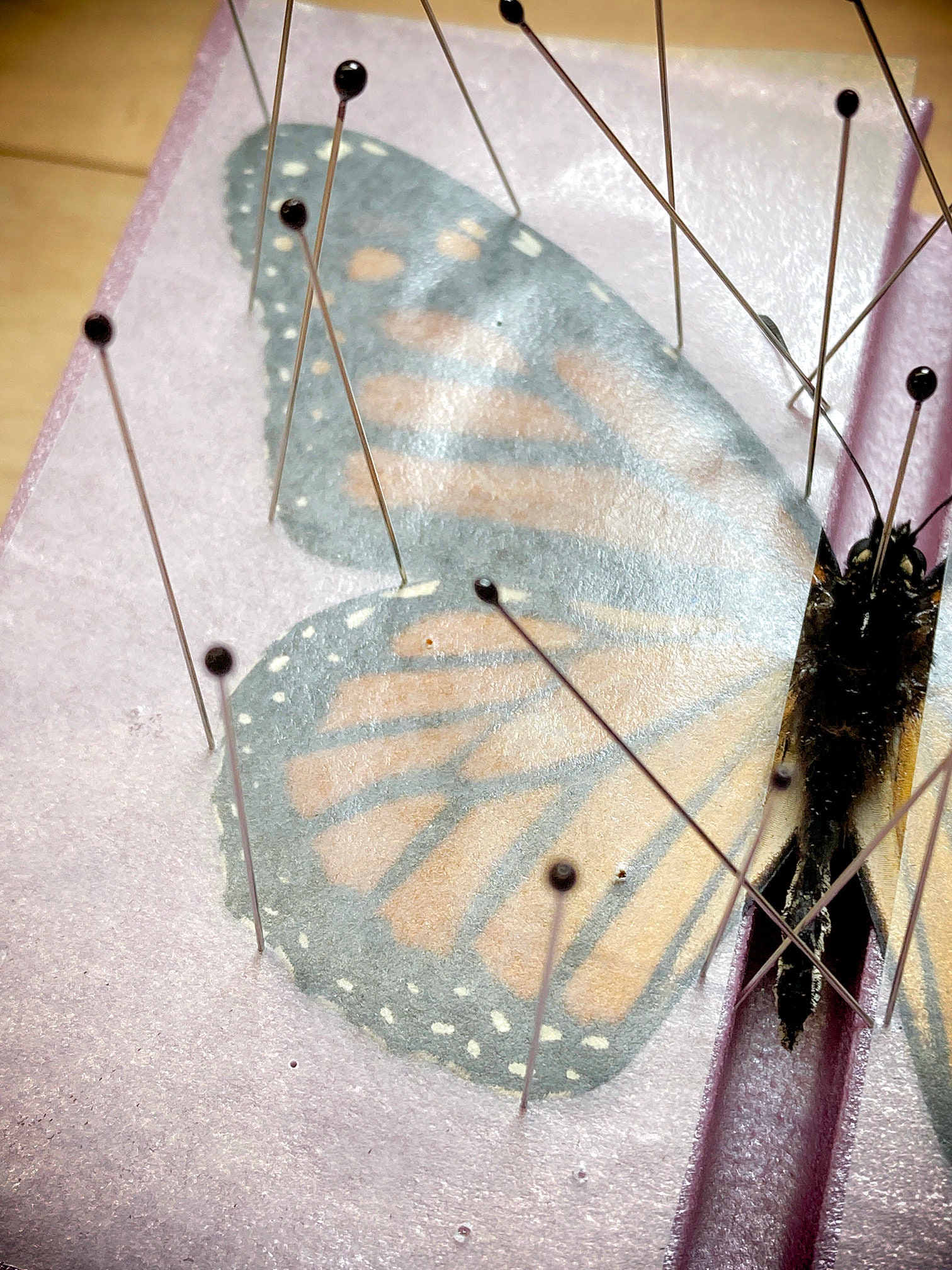 Insect Specimen Pins for Bug Pinning, Entomology Study