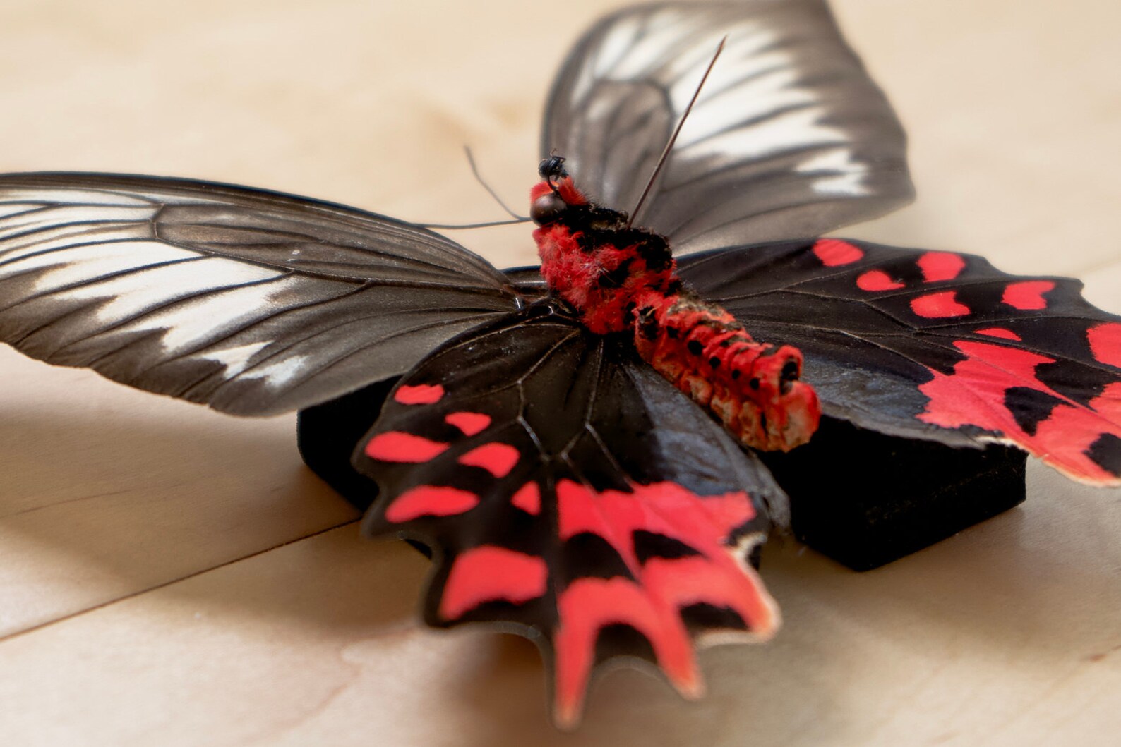 Real Vampire Butterfly Atrophaneura Semperi for Collection Etsy