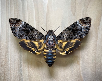 Death's Head Moth Acherontia lachesis, Real Specimen for Bug Pinning Artwork Collection Gifting Natural History Silence of the Lambs Movie