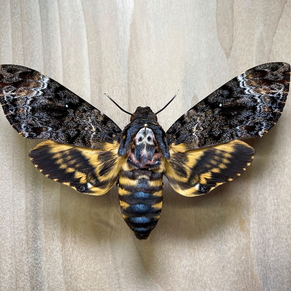 Death's Head Moth Acherontia lachesis, Real Specimen for Bug Pinning Artwork Collection Gifting Natural History Silence of the Lambs Movie