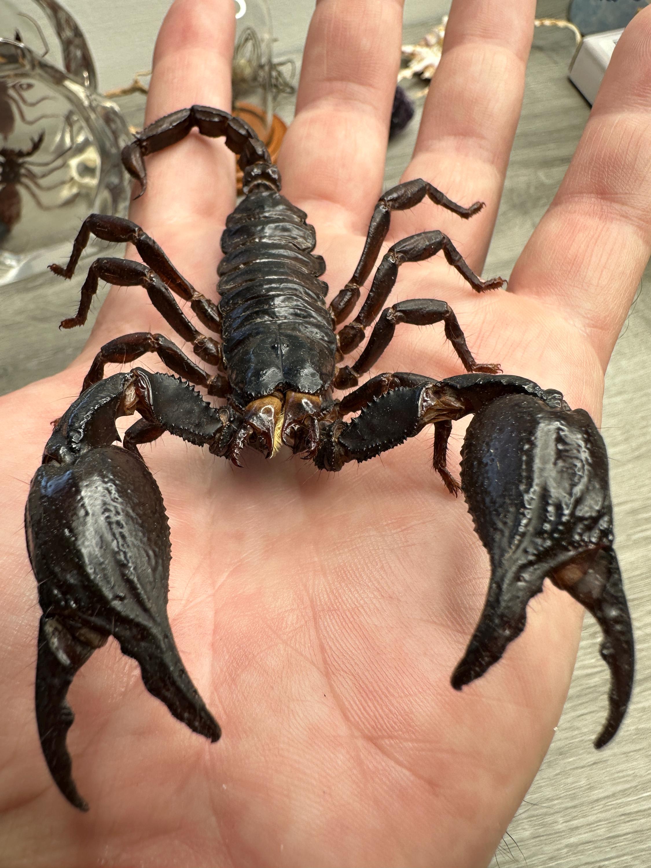 MASSIVE Real Asian Forest Scorpion Heterometrus Spinifer | Giant 6