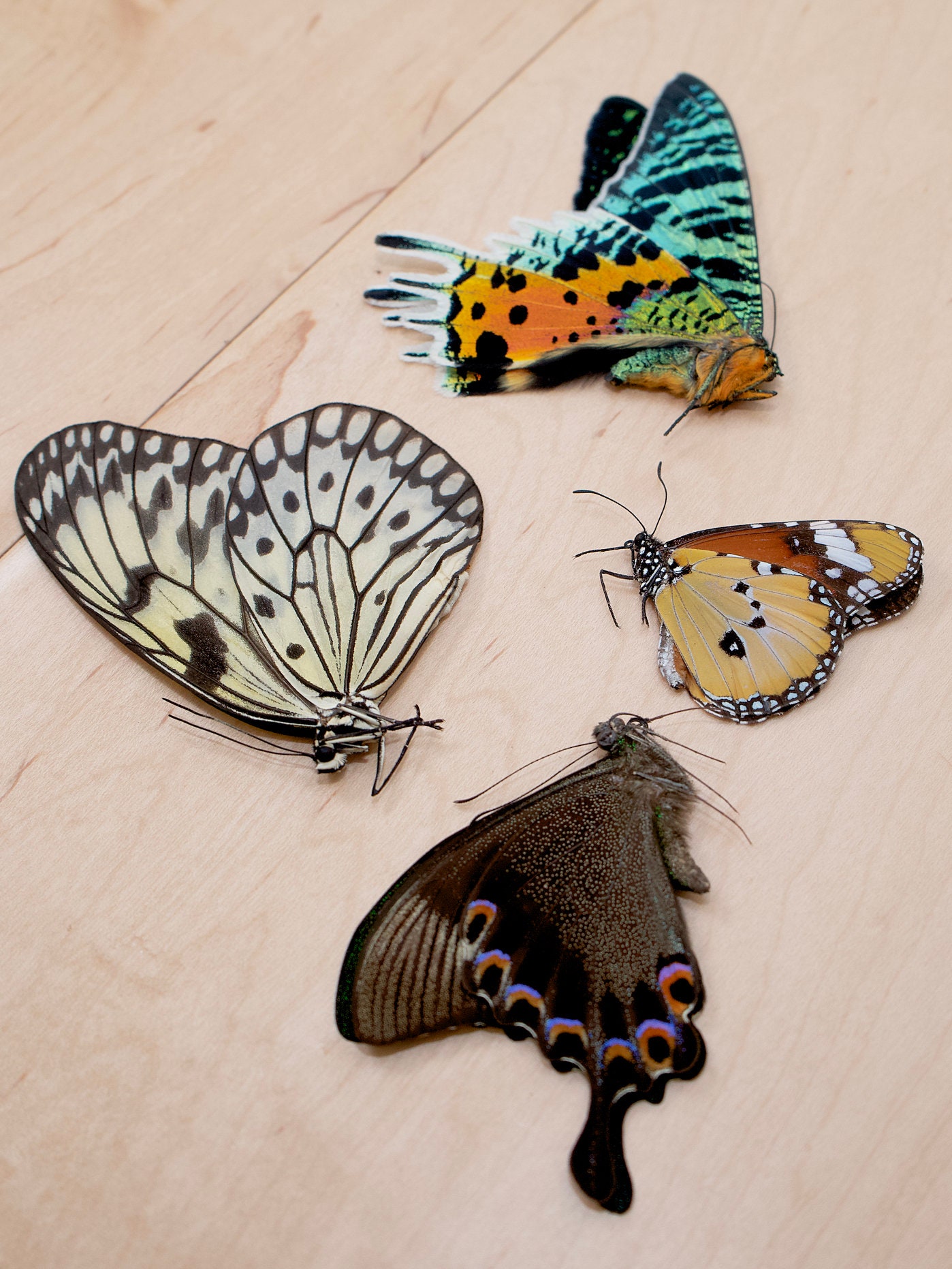 Real Butterfly Spreading Kit Tools Included for Setting and Etsy