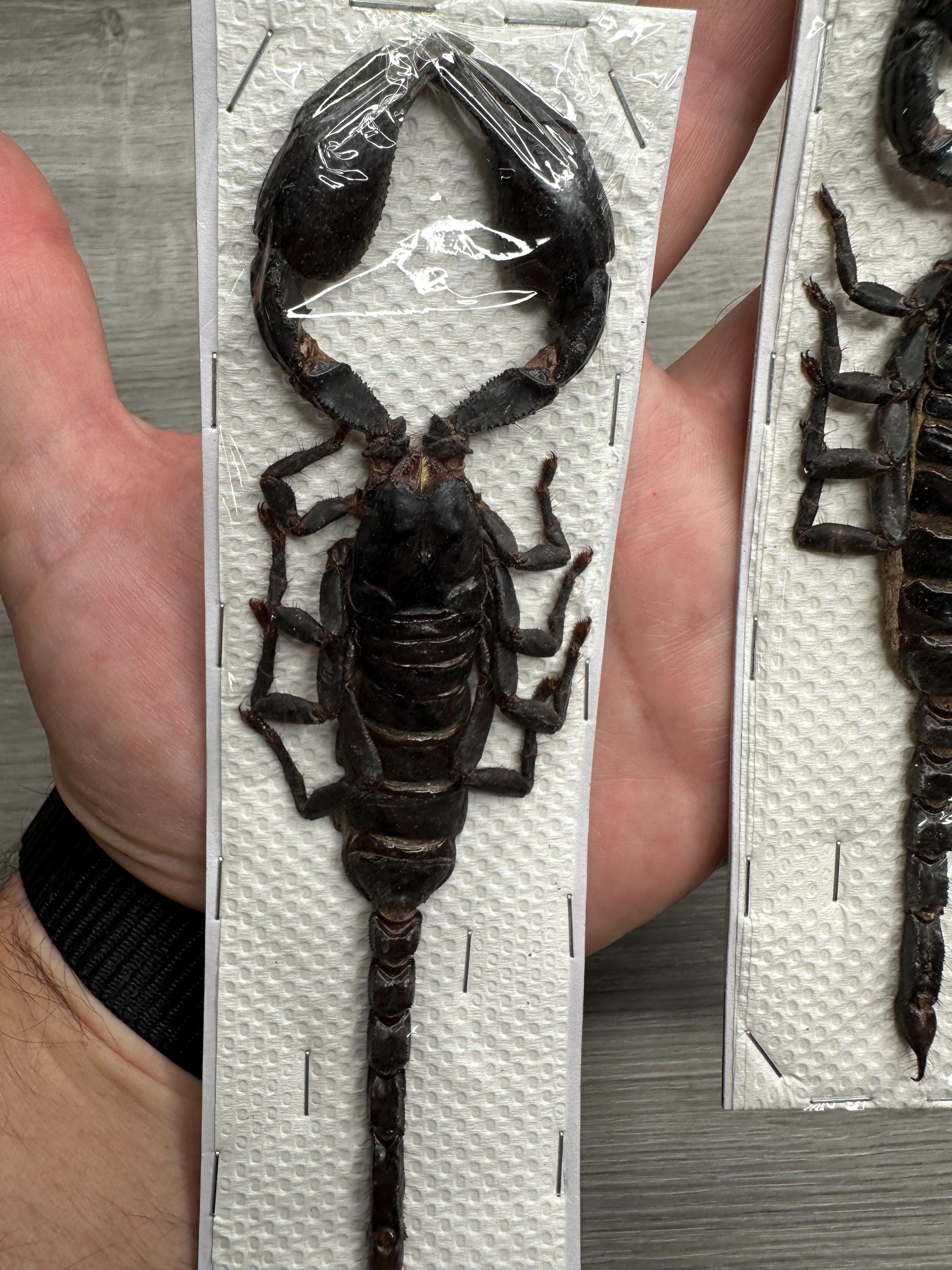 MASSIVE Real Asian Forest Scorpion Heterometrus Spinifer | Giant 6