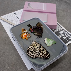 Butterfly Mounting Kit - Beginner Friendly Educational Set for Homeschool & Entomology Includes 4 Specimens and Tools