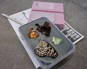 Kit de montaje de mariposas: set educativo para principiantes, ideal para educación en casa y entomología. Incluye 4 especímenes y herramientas.