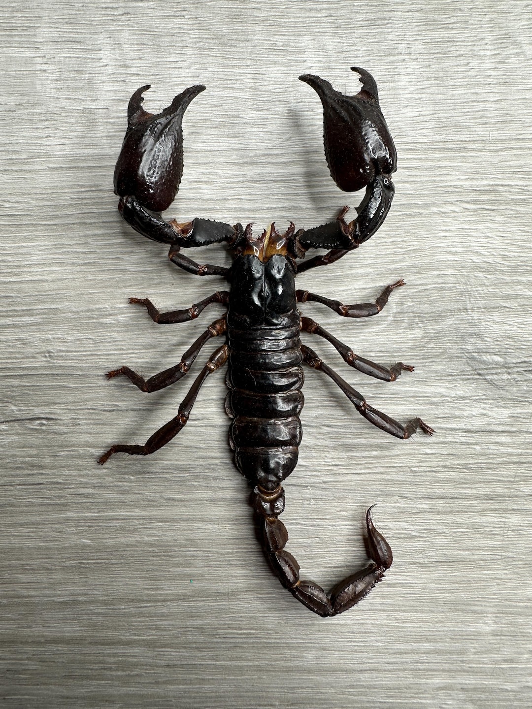標本 Very Rare Mecosarthron buphagus 65mm MASSIVE Real Asian Forest Scorpion Heterometrus Spinifer | Giant 6
