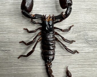 Escorpión gigante del bosque asiático (Heterometrus spinifer) / Ejemplar de 15 cm / Calidad de museo / Taxidermia de insectos