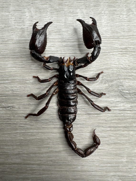 Malaysia Giant Scorpion 標本 木製フレーム MASSIVE Real Asian Forest Scorpion Heterometrus Spinifer | Giant 6