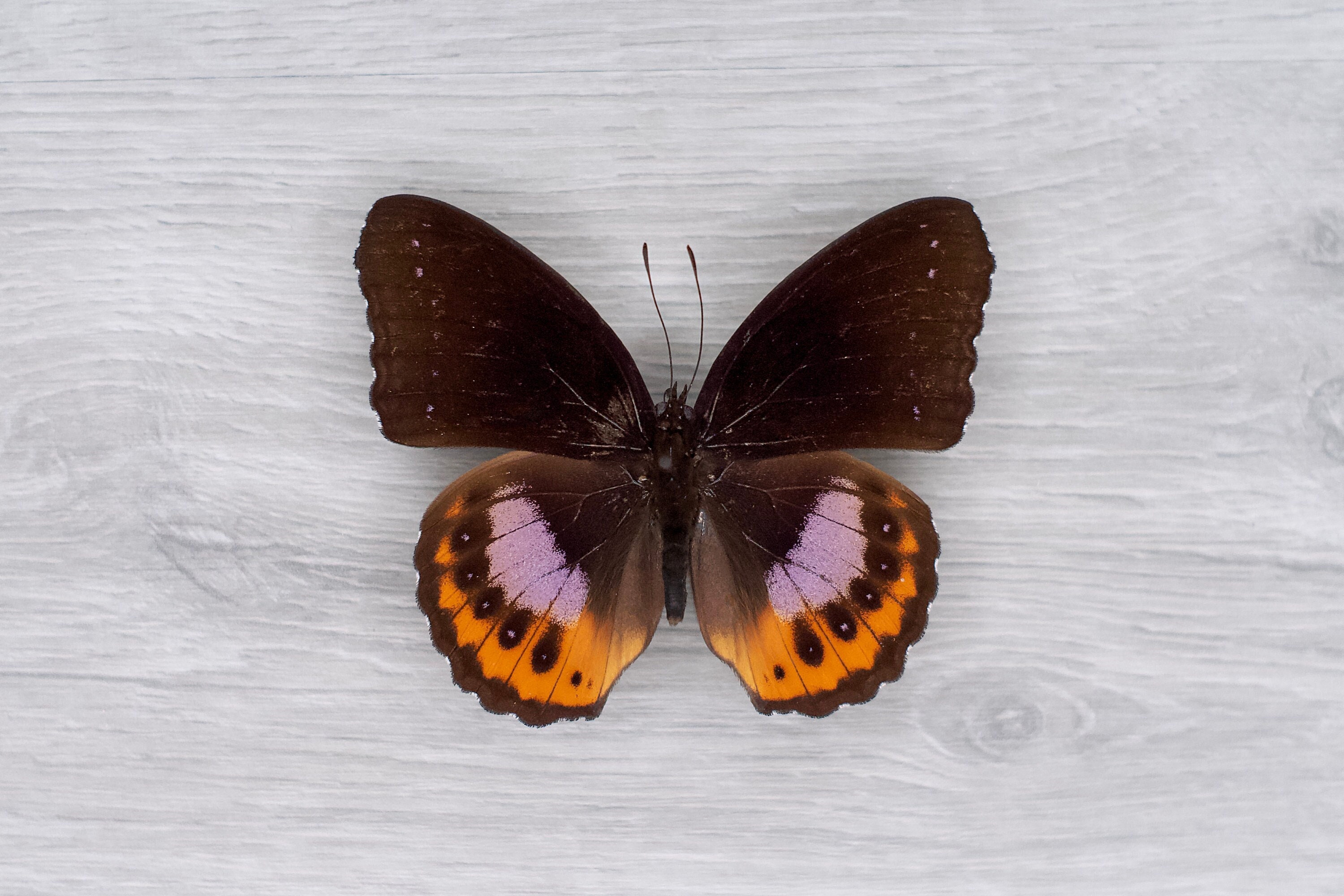 Real Butterfly Hypolimnas Pandarus Eight Spotted Diadem Insect Real Butterfly Hypolimnas Pandarus Eight Spotted Diadem Insect