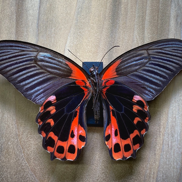 Scarlet Mormon Butterfly, Papilio Rumanzovia, Red Black Swallowtail Bug Pinning, Wholesale Available, Entomology, Collection, Taxidermy