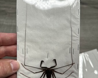 Exquisito espécimen de araña látigo Stygophrynus: arácnido de primera calidad para coleccionistas, taxidermia, arte y educación