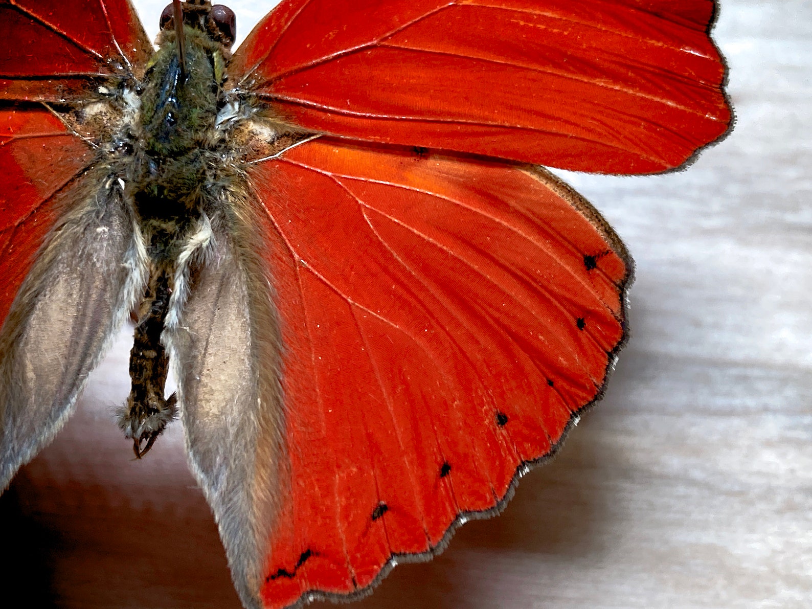 BloodRed Glider Cymothoe sangaris Real Butterfly for Etsy