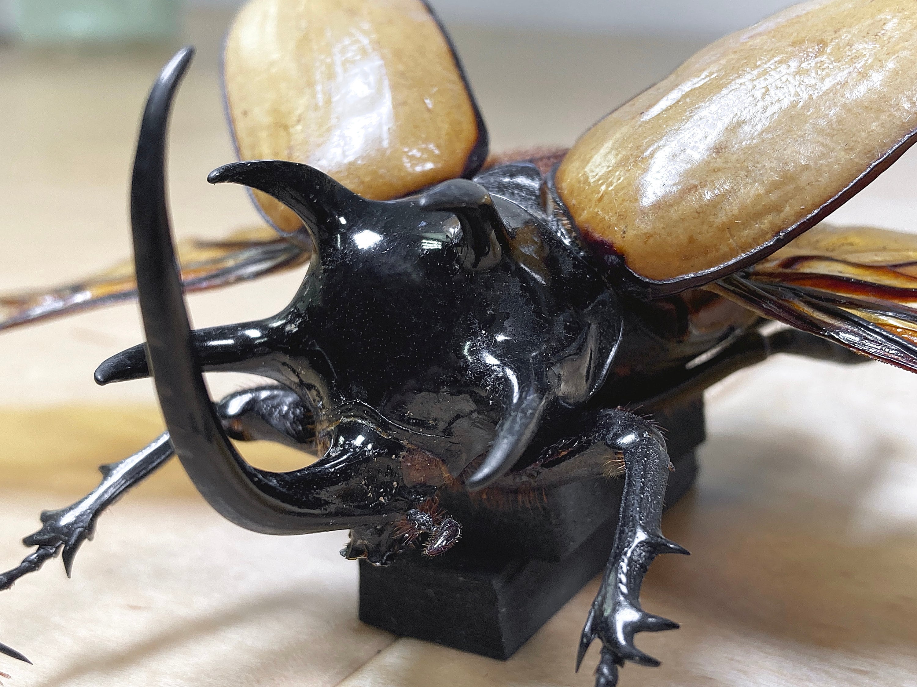 標本 15頭 Eupatorus gracilicornis ゴホンツノカブトムシ【早期終了