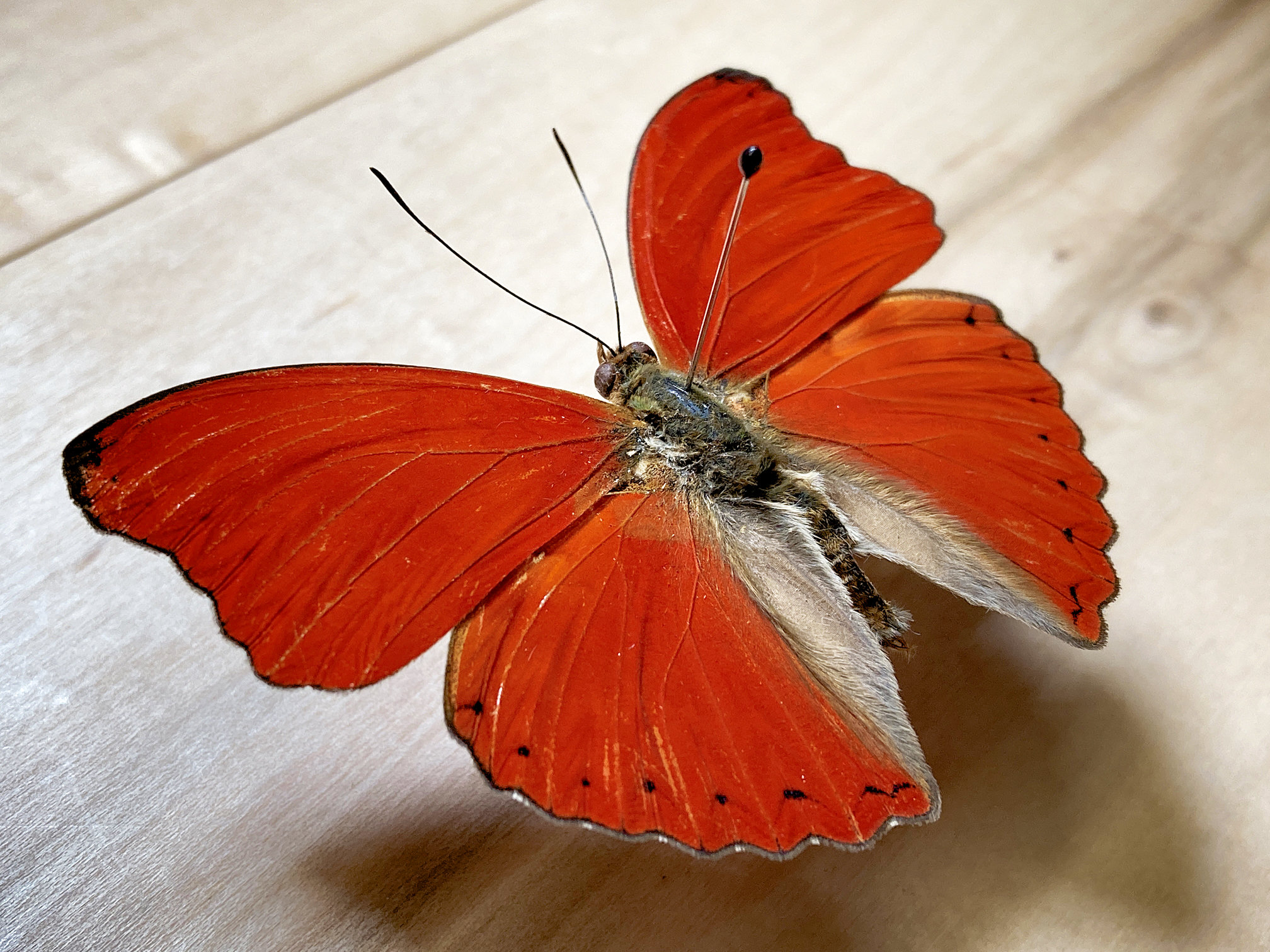 Blood-red Glider Cymothoe Sangaris Real Butterfly for - Etsy