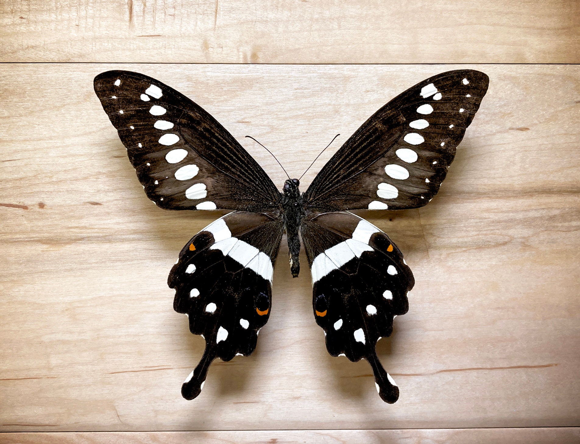 Real Unmounted Butterfly Papilio Lormieri Lormieri Specimen Etsy