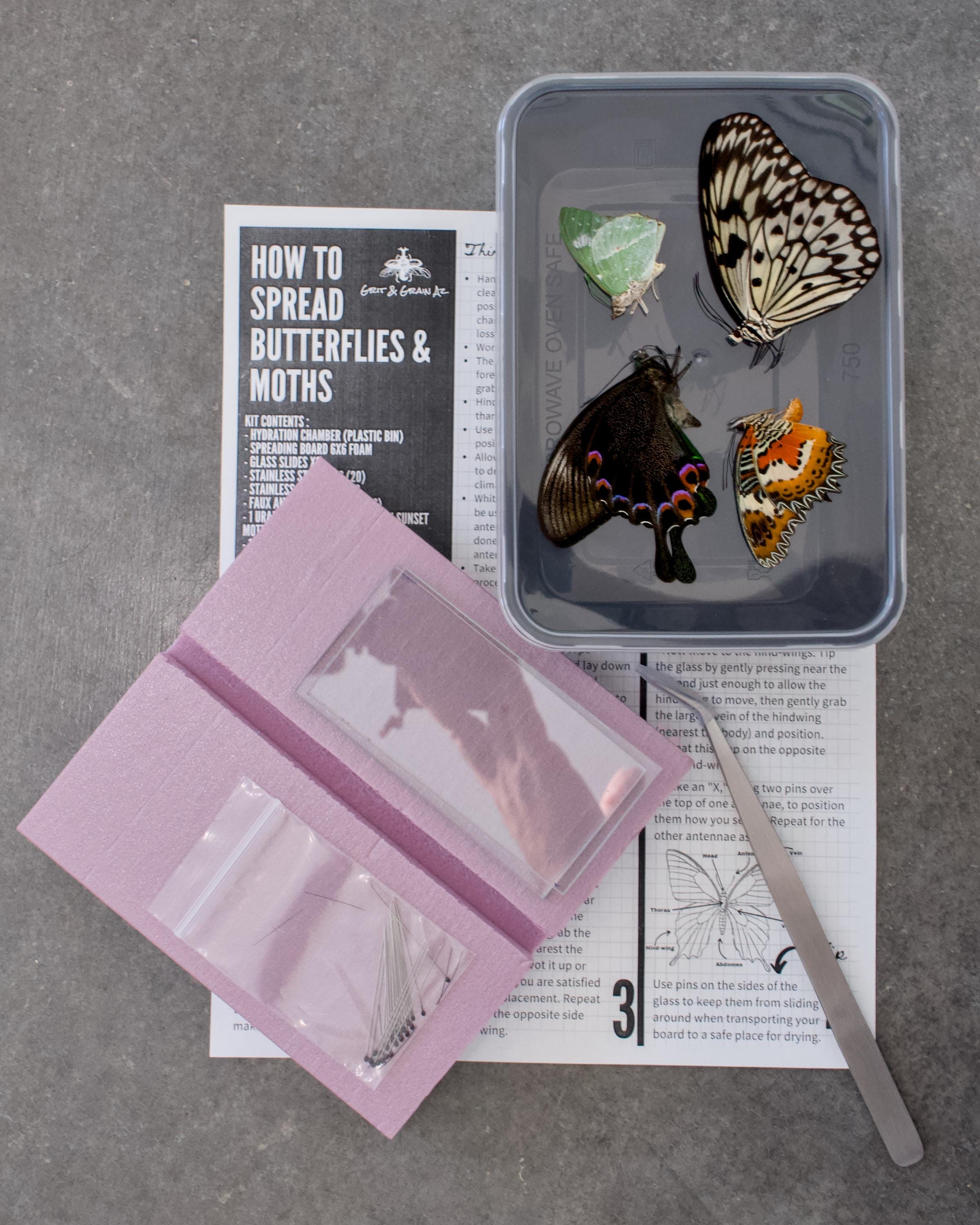 PATKAW 100pcs Stainless Steel Insect Pins Small Specimen Pins Entomology Pins Butterfly