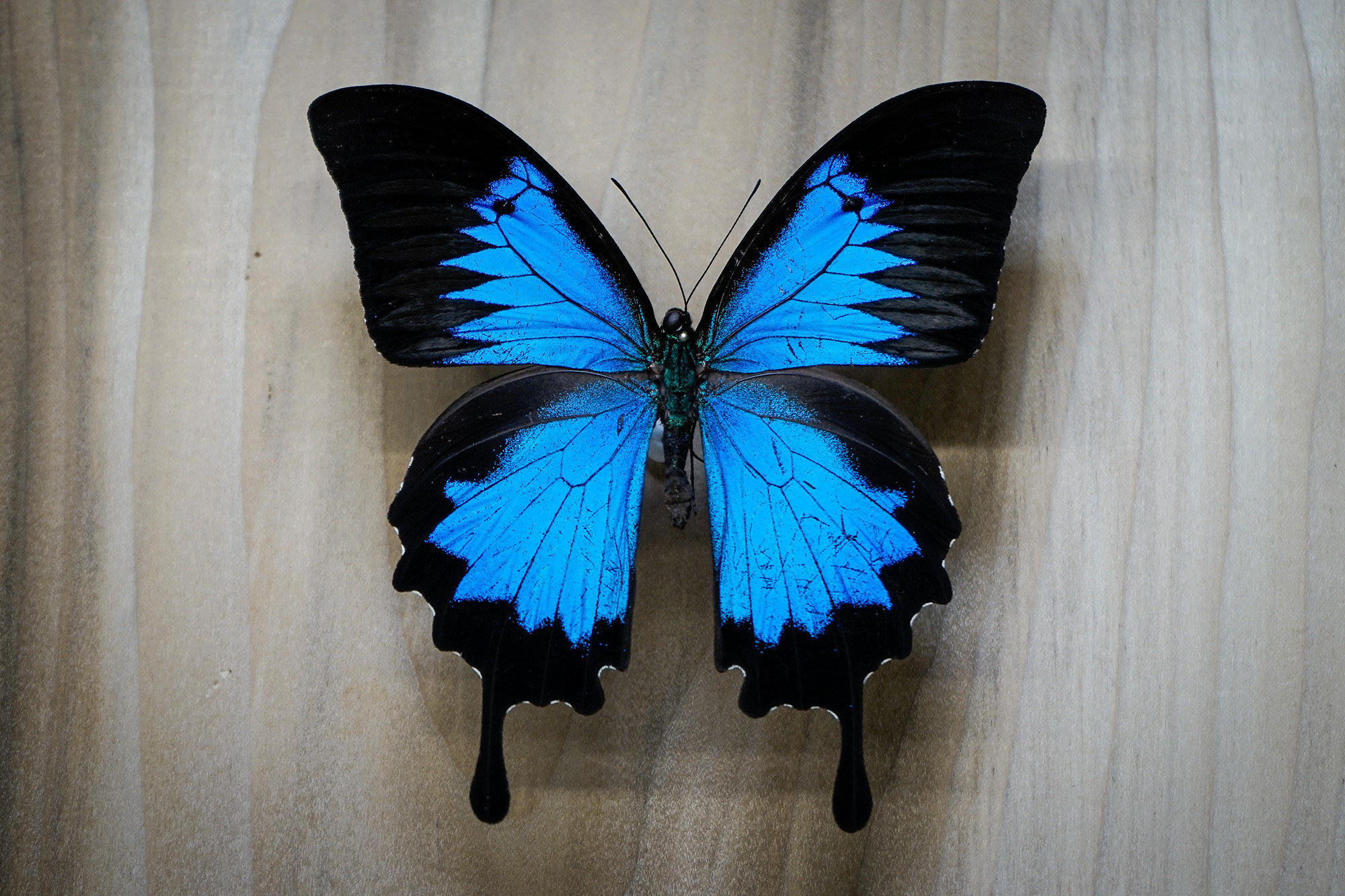 Real Butterfly, Blue Mountain Swallowtail, Papilio Ulysses