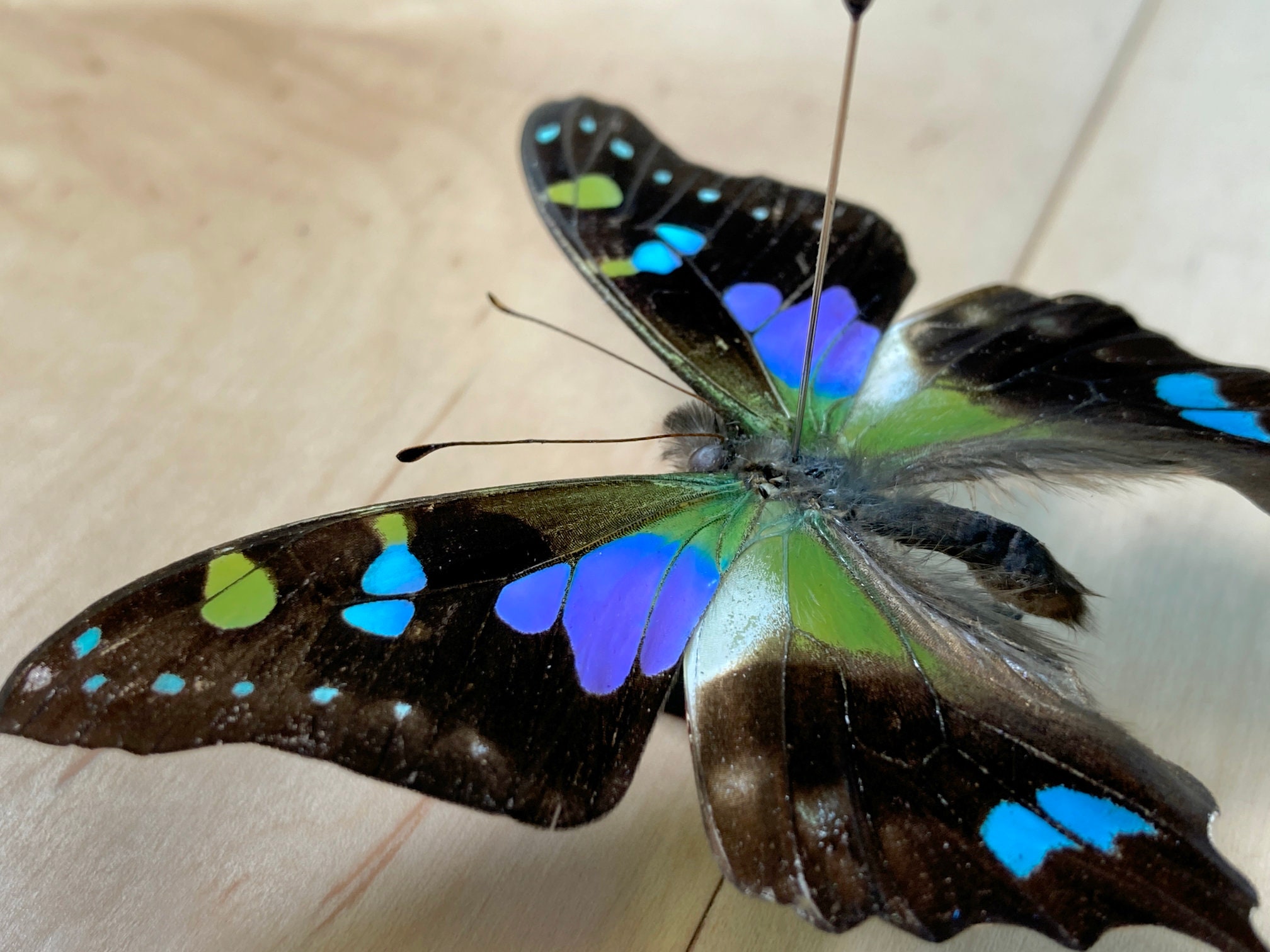 Real Unmounted Butterfly Specimen Graphium Weiskei for Art Etsy