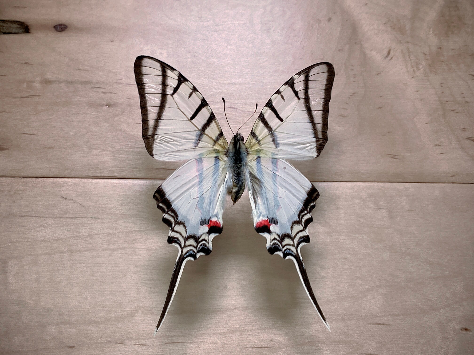 Zebra Swordtail, Eurytides Protesilaus Nigricornis Unmounted
