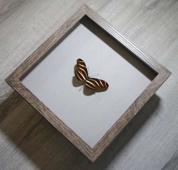 Real Zebra Long Wing Butterfly Shadowbox Gothic Wall Art Etsy