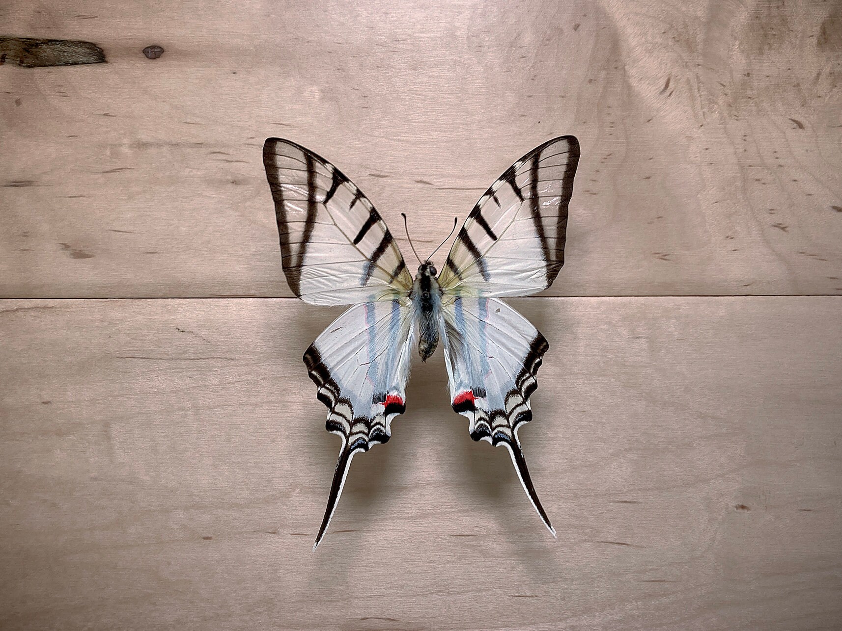 【中古】 Butterflies Zebras ＆ Moonbeams Nucultures Nucultures Butterflies Zebras & Moonbeams 1k Recordings 2cd