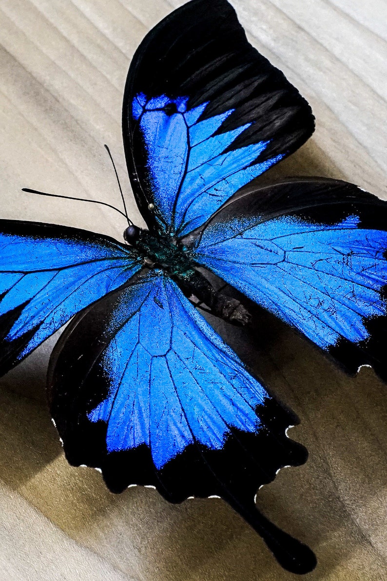 Real Butterfly Blue Mountain Swallowtail Papilio Ulysses Etsy