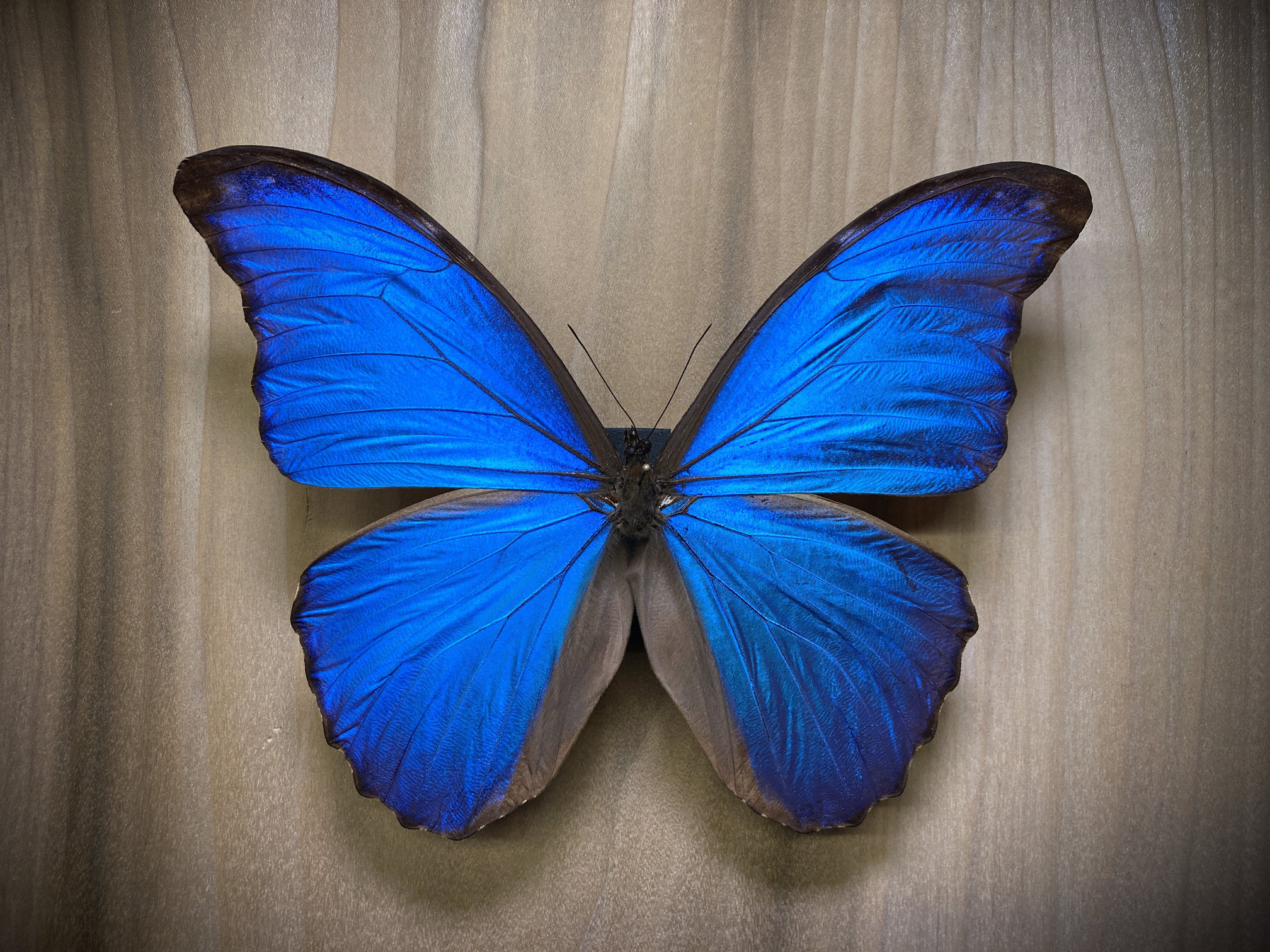 Morpho Didius Butterfly, Beautiful Blue, Bug Pinning Specimen Art