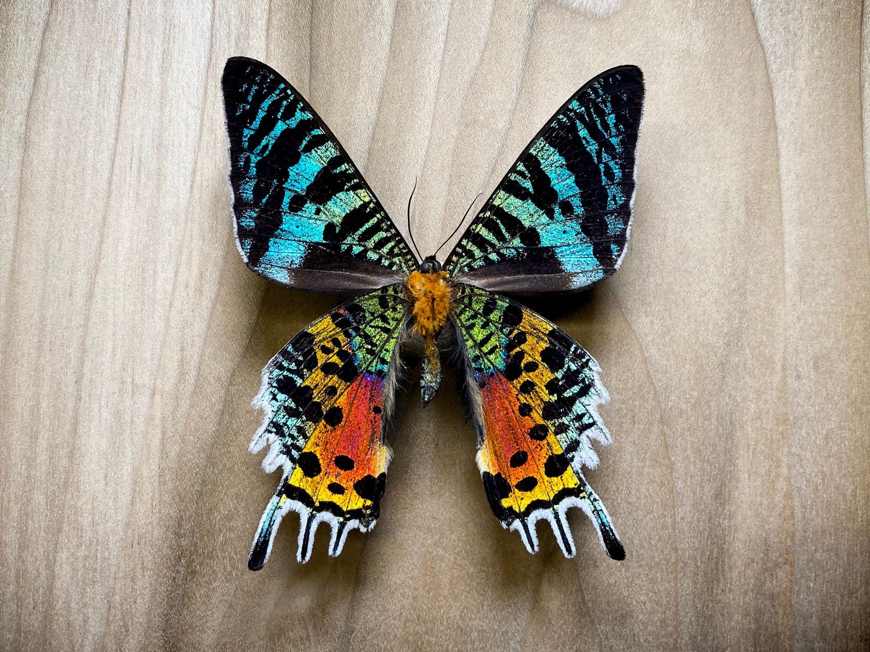 Madagascar Sunset Moth Urania rhipheus, for Specimen Pinning