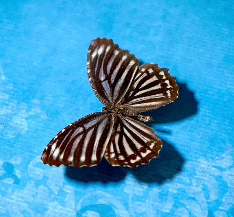 Real Butterfly Black White Zebra Striped Framed Black Etsy