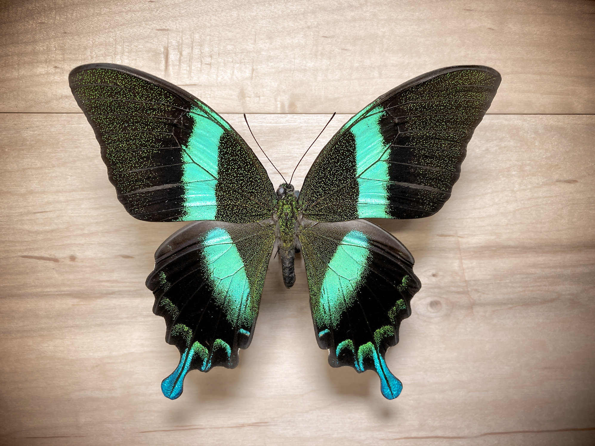 Papilio Blumei Peacock Swallowtail Butterfly for Bug Pinning