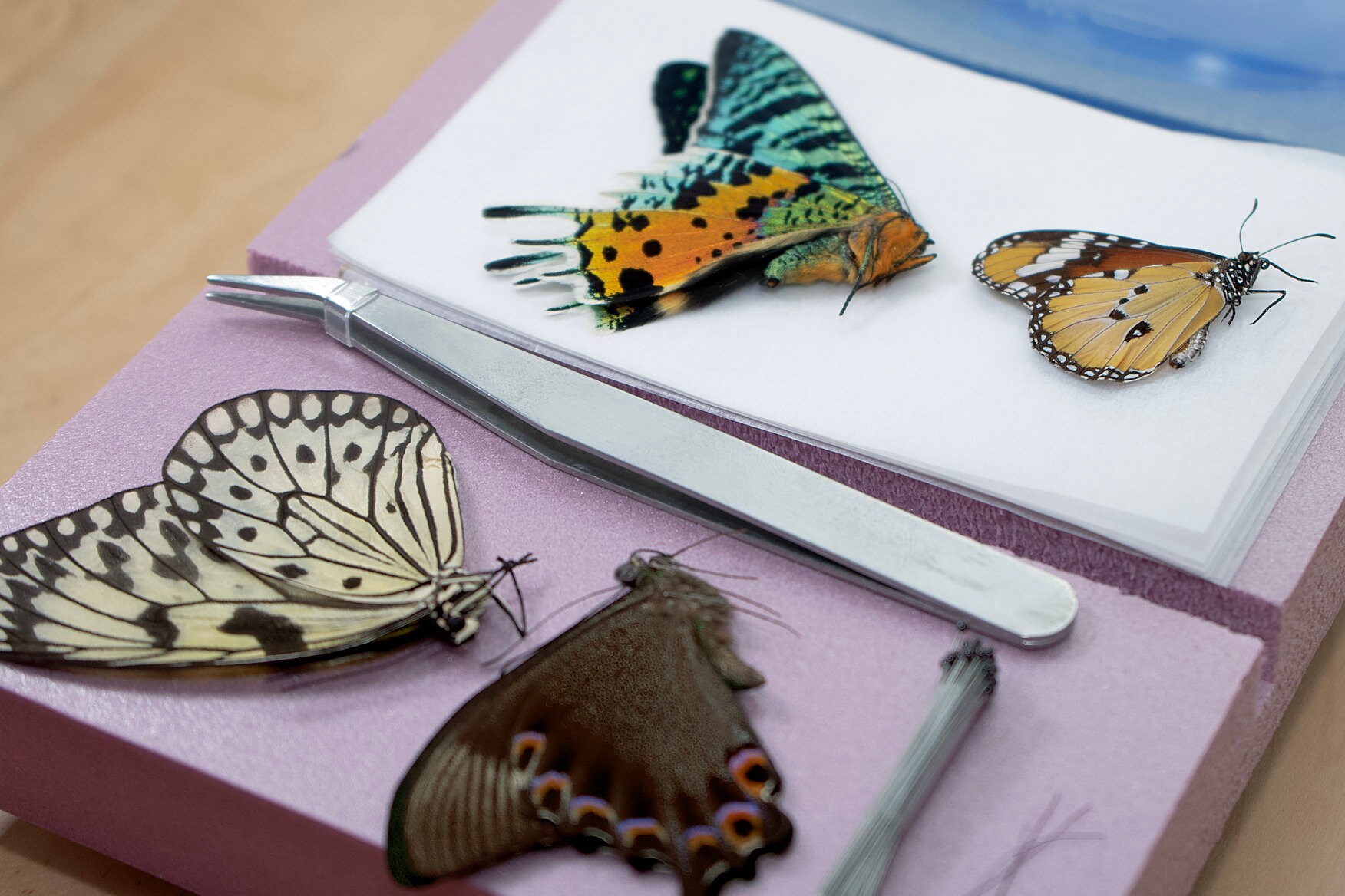 Real Butterfly Spreading Kit Tools Included for Setting and Etsy