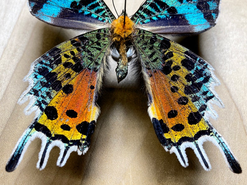 Madagascar Sunset Moth Urania Rhipheus for Specimen Pinning - Etsy