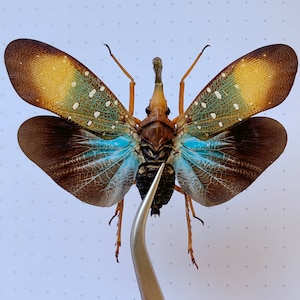 May include: A preserved insect with brown and blue wings. The wings have a pattern of white dots and a blue and brown marbled design. The insect is mounted on a white background.