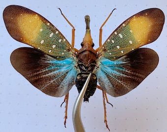 EXCESO DE EXISTENCIAS Mosca linterna azul naranja, saltahojas Pyrops Gunjii para taxidermia entomológica, arte gótico, decoración de paredes naturales, pasatiempo entomológico