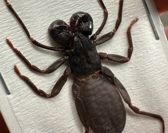 Exquisito espécimen de araña látigo Stygophrynus: arácnido de primera calidad para coleccionistas, taxidermia, arte y educación