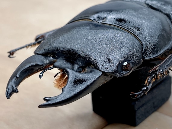 A*S様 【希少】BEETLE　BLACK Lサイズ Large Black Stag Beetle Dorcus Bucephalus for Photography Insect