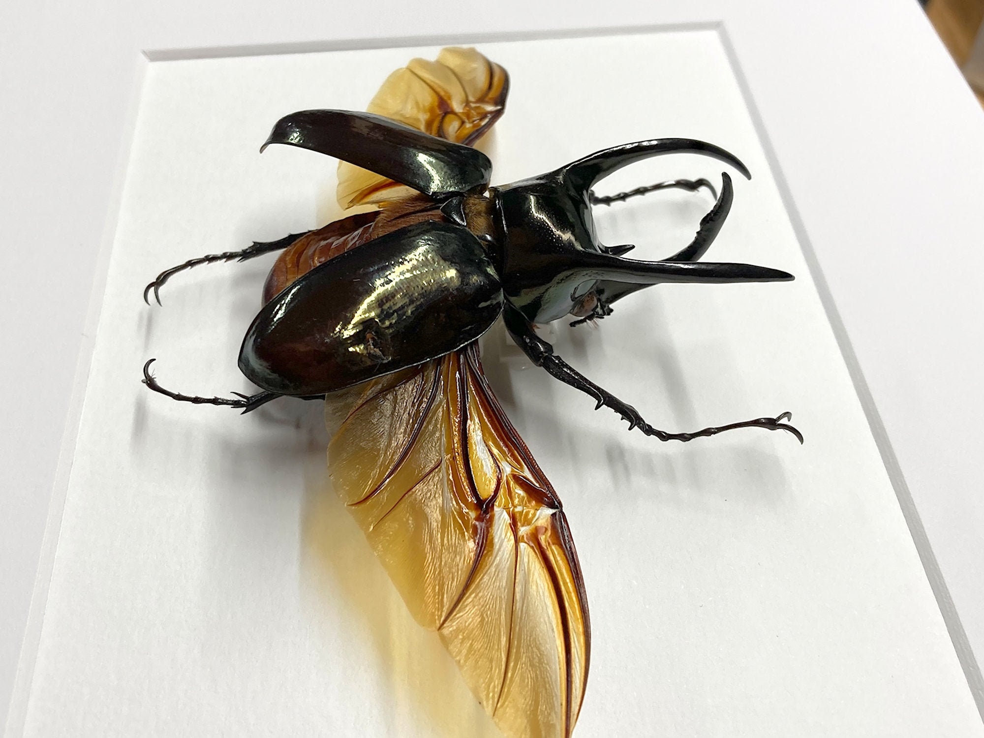 Real Atlas Beetle, Chalcosoma Atlas, Framed Black Shadowbox