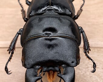 Large Black Stag Beetle Dorcus Bucephalus for Photography Insect