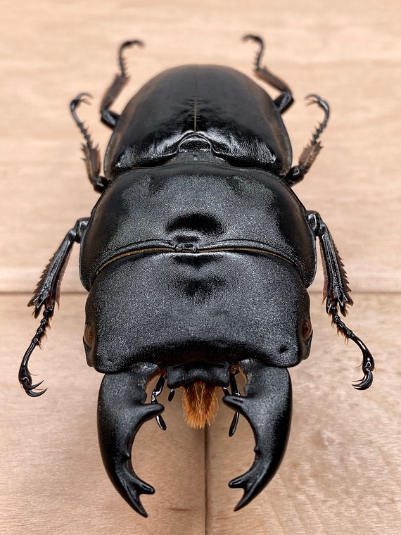 Large Black Stag Beetle Dorcus Bucephalus for Photography Insect