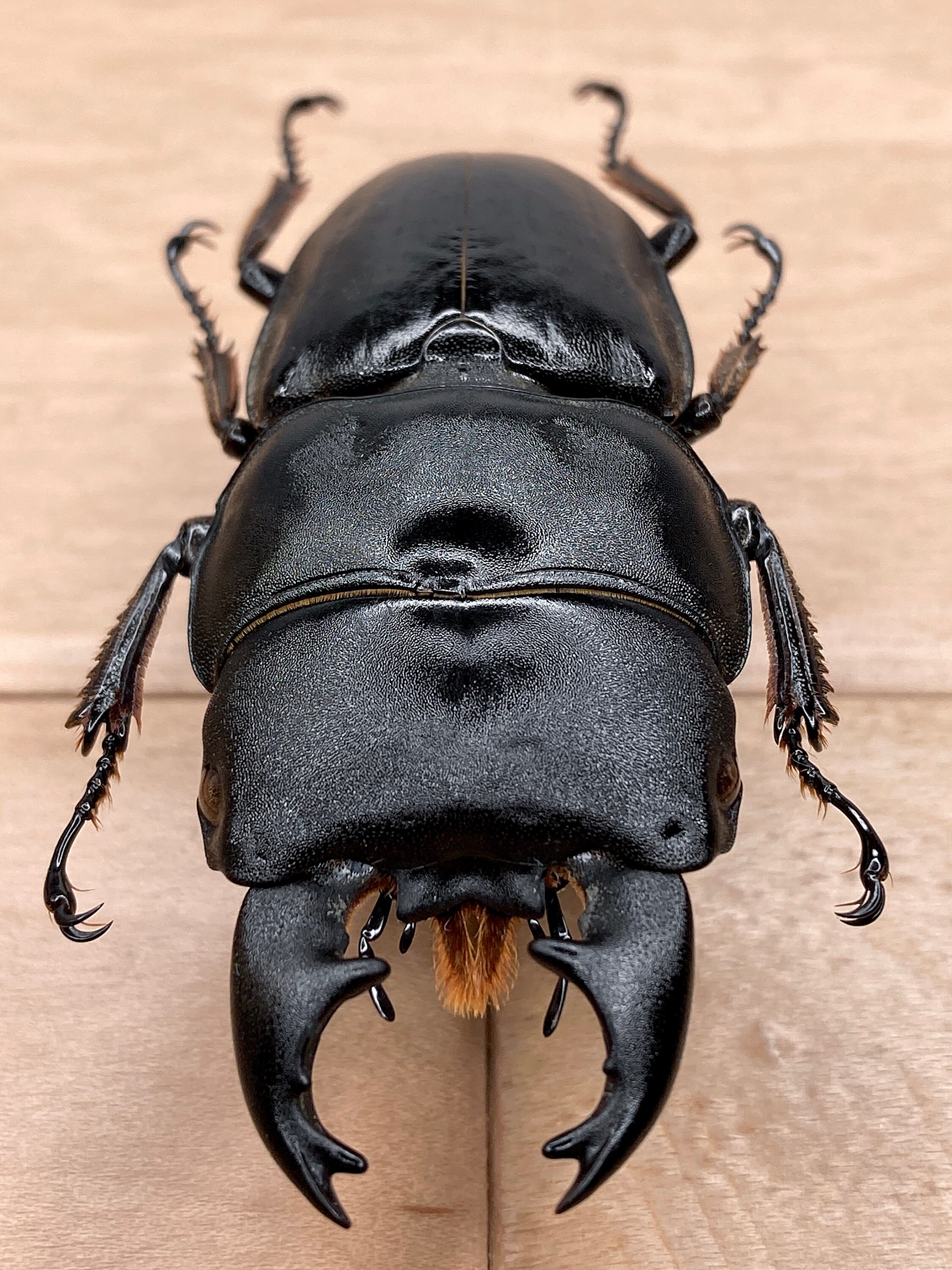 Large Black Stag Beetle Dorcus Bucephalus for Photography Insect