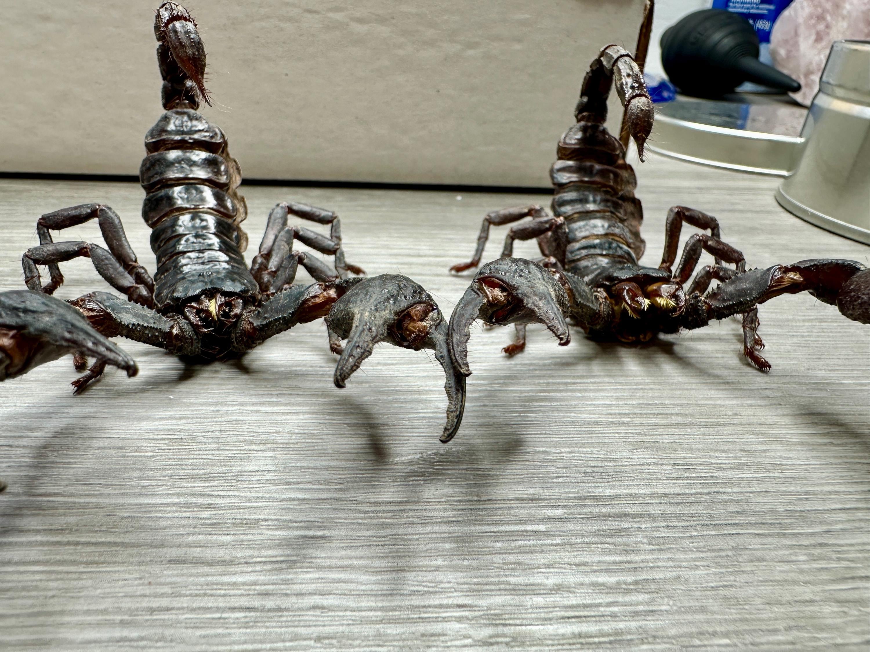 MASSIVE Real Asian Forest Scorpion Heterometrus Spinifer | Giant 6 MASSIVE Real Asian Forest Scorpion Heterometrus Spinifer | Giant 6