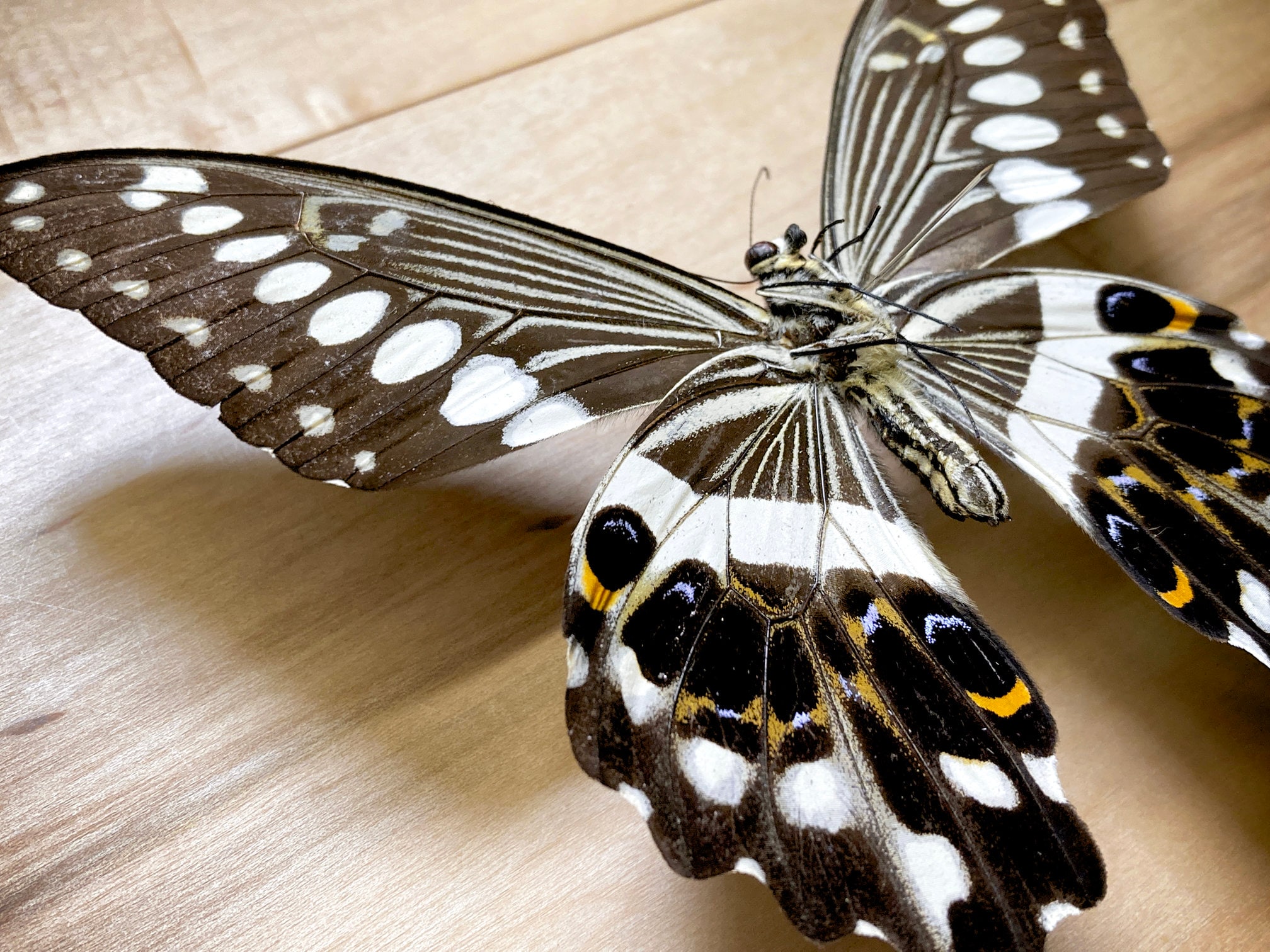 Real Unmounted Butterfly Papilio Lormieri Lormieri Specimen Etsy