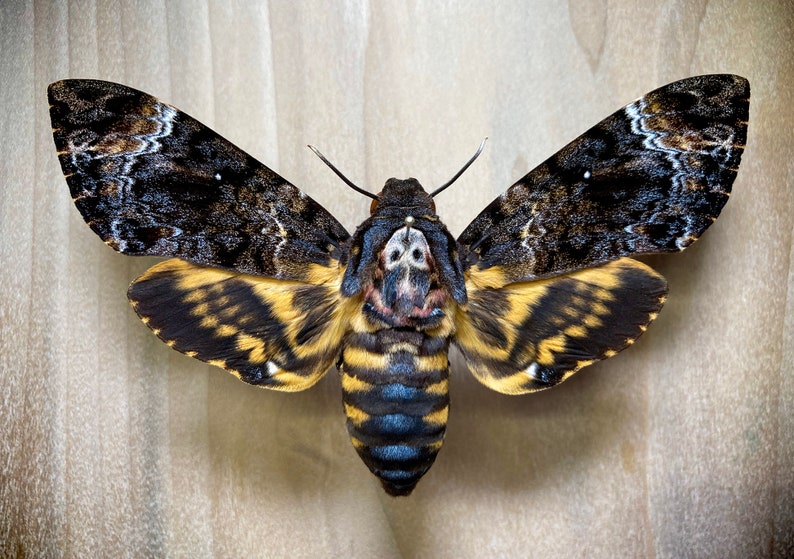 Death's Head Moth Acherontia Lachesis Real Specimen for Etsy