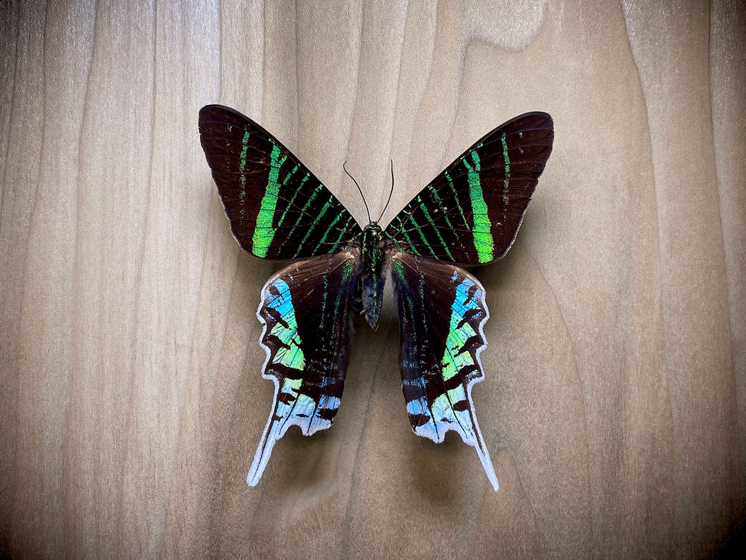 Green Banded Day-flying Moth Urania Leilus, for Moth Pinning Art Insect ...