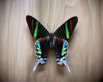 Green Banded Day-Flying Moth Urania leilus, for Moth Pinning Art Insect Taxidermy Entomology Collection Art Projects and Learning Iridescent