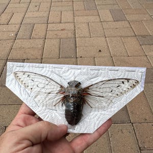 May include: A preserved cicada specimen with translucent wings and a dark brown body, displayed on a white paper backing. The insect's wings are spread, showcasing intricate vein patterns and dark spots. The cicada is held in a hand against a brick background.